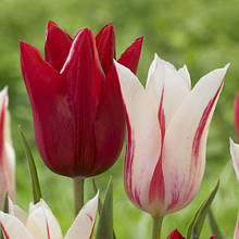 Набір Мерилін, 7 цибулин тюльпанів