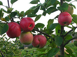 Яблуня Слава Переможцям. (54-118). Ранньо-осінній сорт.