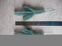 Гілка сосни блакитна трійка