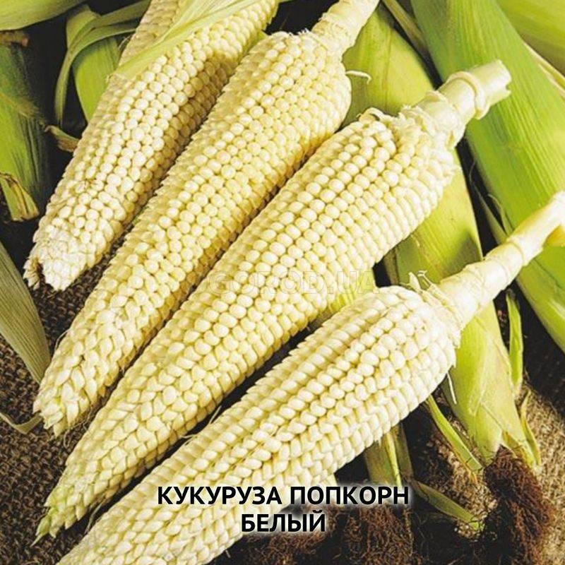 Семена кукурузы попкорн белая