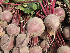 Насіння буряків Ред Хавк F1/Red Hawk F1 50.000 насіння Sakata