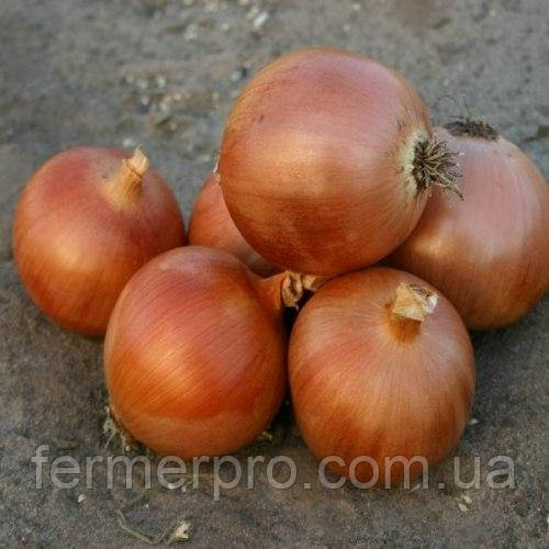 Насіння цибулі Аруба F1/Aruba F1 250.000 насіння Sakata, фото 1