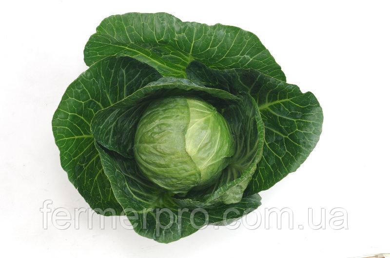 Насіння капусти Анеліза F1/18nelisa F1 1000 насіння Sakata, фото 1