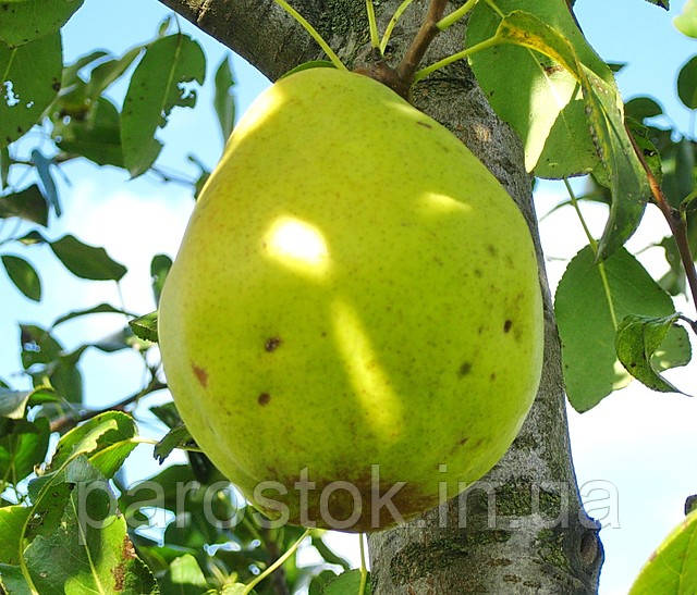 Груша Кучерянка. (айва Елін). Зимовий сорт, фото 1