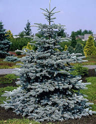 Ялина (picea)