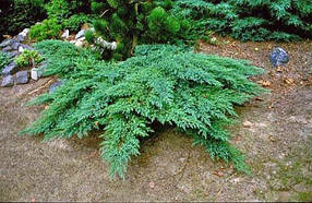 Ялівець (juniperus)