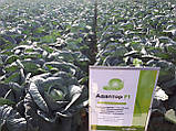 Насіння капусти Адаптор F1, 2500 насінин, фото 2