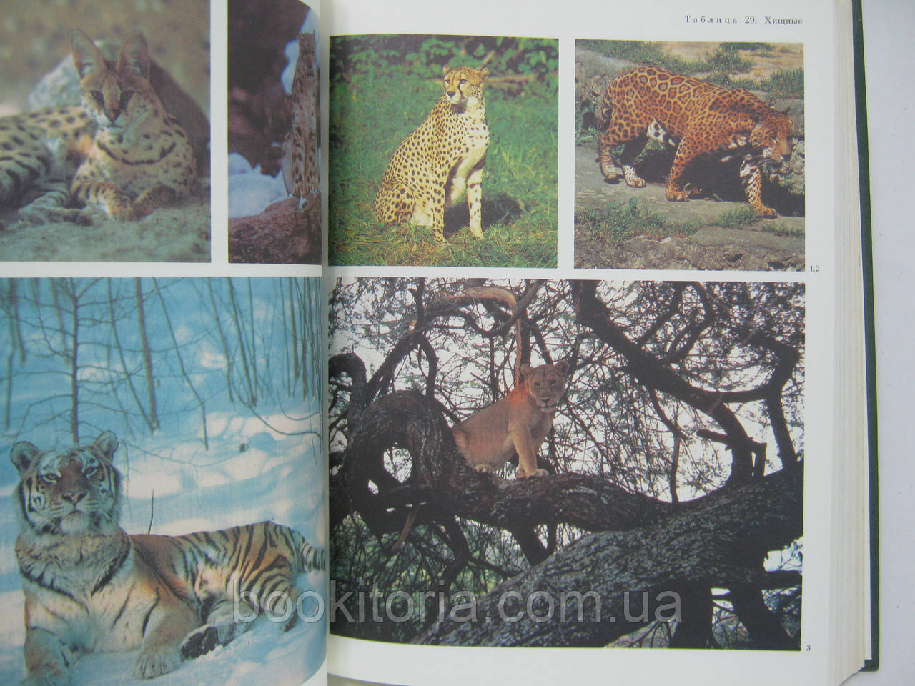 Жизнь животных. В семи томах (б/у). - фото 4 - id-p606227794