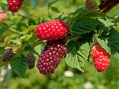 Саджанці ожини сорт Букінгем Тайбері (Buckingham Tayberry) 3 річні, конт. 10 л