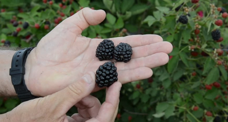 Саджанці ожини сорт Осейдж, контейнер 0.5 л., фото 2