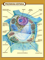 Стенд "Растительная клетка" в кабинет БИОЛОГИИ 800х600