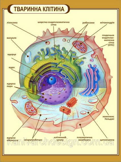 Стенд "Тваринна клітина" в кабінет БІОЛОГІЇ