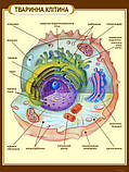 Стенд "Тваринна клітина" в кабінет БІОЛОГІЇ, фото 3
