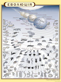 Стенд "Еволюція" в кабінет БІОЛОГІЇ