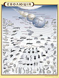 Стенд "Еволюція органічного світу" в кабінет БІОЛОГІЇ, фото 6