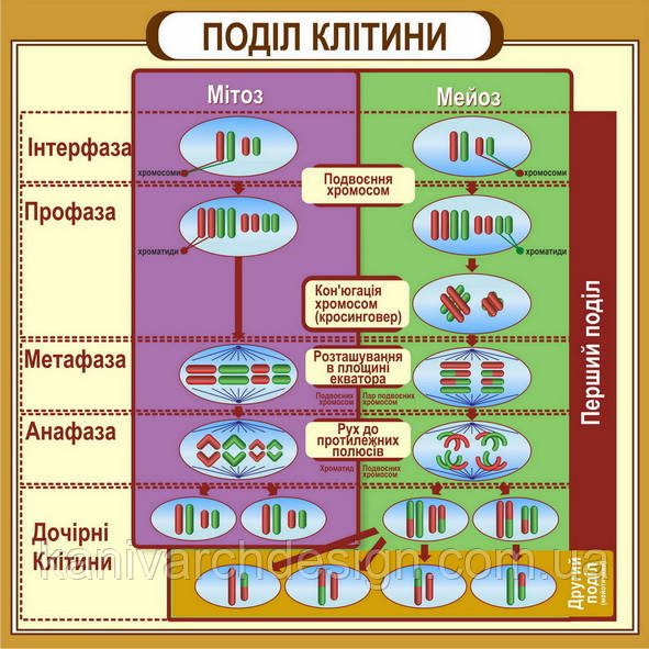 Стенд "Поділ клітини" для кабінету БІОЛОГІЇ, фото 1