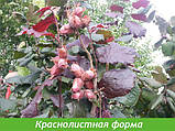 Фундук  РУБІН (дворічний) відводки, фото 3