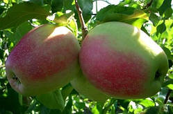 Саджанці яблуні ОРФЕЙ (дворічний) зимового терміну дозрівання