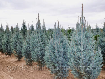 Ялина колюча Ізелі Фастігіата (Picea pungens Iseli Fastigiate)