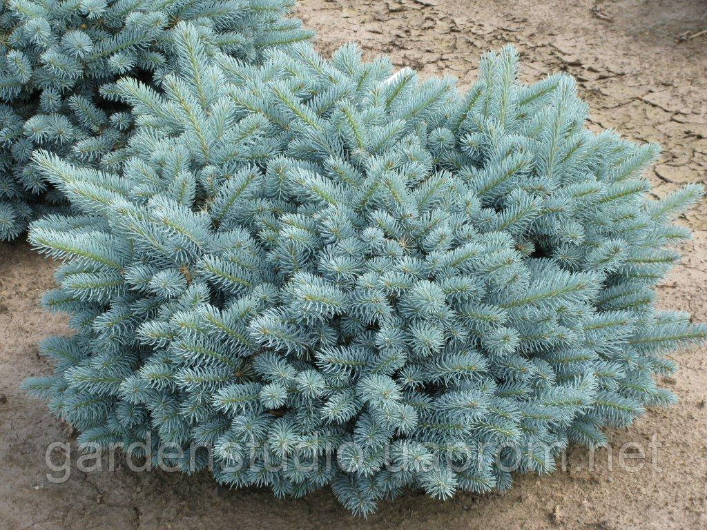 Ель колючая Глаука Глобоза штамб (Picea pungens Glauca Globosa) - фото 2 - id-p606936416