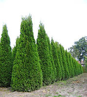 Туя западная Холмструп /Thuja occidentalis Holmstrup 30см+