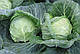 Насіння капусти Болікор F1/Bolicor F1, 2500 насінин, Syngenta, фото 3