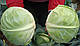 Насіння капусти Глорія F1/Gloria F1 2500 насіння Syngenta, фото 3