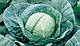 Насіння капусти Грегоріан F1/Gregorian F, Syngenta, 2500 насінин, фото 4