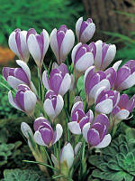 Крокус великоквітковий Vanguard цибулина (1 шт.)