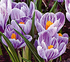 Крокус великоквітковий Pickwick цибулина (1 шт.)