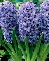 Гіацинт Delft Blue цибулина (1 шт.)