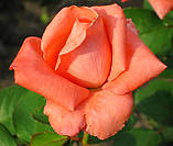 Троянда Дольче Віта. (с). Чайно-гібридна троянда., фото 5