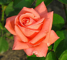Троянда Дольче Віта. (с). Чайно-гібридна троянда.