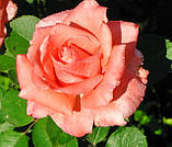 Троянда Дольче Віта. (с). Чайно-гібридна троянда., фото 3