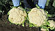 Насіння кольорової капусти Корлану F1/Korlanu F1 2500 cем'ян Syngenta, фото 6