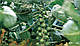 Насіння капусти брюсельської Абакус F1/Abacus F1 2500 насіння Syngenta, фото 3