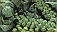 Насіння капусти брюсельської Абакус F1/Abacus F1 2500 насіння Syngenta, фото 4
