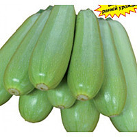 Насіння кабачка Немо F1 (Lark Seeds), 2500 — мультивірусостійке, 45-48 дня