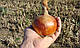 Насіння цибулі Боско F1, 250 000 насінин, Syngenta, фото 3