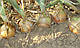 Насіння цибулі Боско F1, 250 000 насінин, Syngenta, фото 4