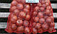 Насіння цибулі Боско F1, 250 000 насінин, Syngenta, фото 5