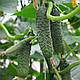 Насіння огірка Пасалімо F1/Pasalimo F1 Syngenta 500 насіння, фото 4