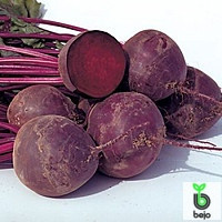 Насіння буряків Водан F1, 10000 семе — ранній гібрид (85-90 днів), кругле, столове Bejo