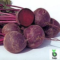 Насіння буряків Водан F1, 10000 семе — ранній гібрид (85-90 днів), кругле, столове Bejo, фото 1