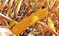 Семена кукурузы гибрид Днепровский 257 СВ