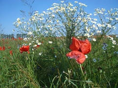 Луки біля Світязя