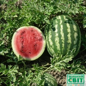 Насіння кавуна Кримсон Світ, 500 г — середньопізній, Innova Seeds, фото 3