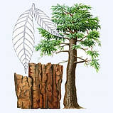 Йохімбін для підвищення тестостерону поліпшення потенції та жироспалювання 100 таблеток, фото 3