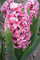 Цибулини тюльпанів Гіацинт Anna Marie 18/19