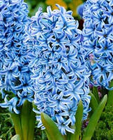 Гіацинт Blue Giant 18/19 цибулини (1шт.)